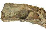 Sub-Adult Hadrosaur (Edmontosaurus) Left Humerus - Wyoming #232746-4